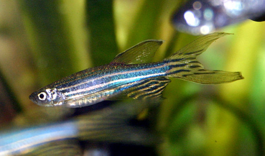 800px-brachydanio_rerio